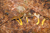 Craterellus tubaeformis