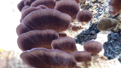 Trichaptum biforme