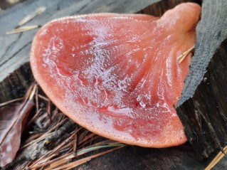 Fistulina hepatica