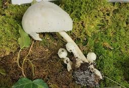 Leucocoprinus cretaceus