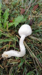 Leucoagaricus leucothites