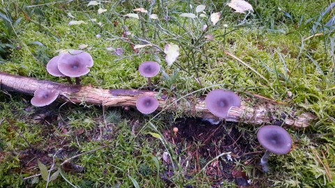 Pseudoclitocybe cyathiformis