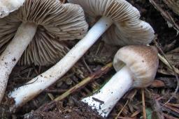 Inocybe fuscidula