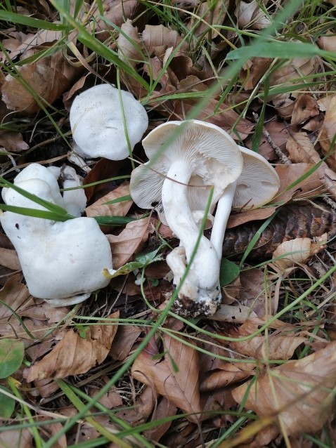 Leucocybe connata