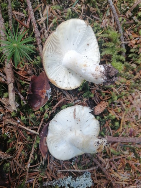 Russula vesca