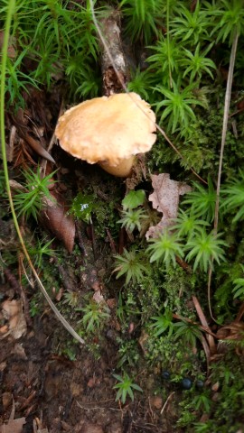 Cantharellus cibarius