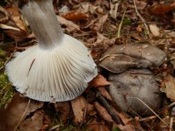 Hygrophorus marzuolus