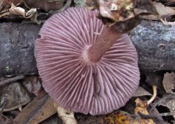 Mycena pelianthina