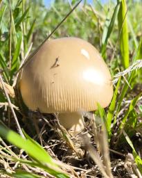 Amanita crocea