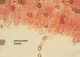 Psathyrella clivensis