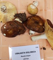 Russula integra