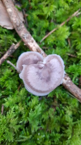 Mycena pura