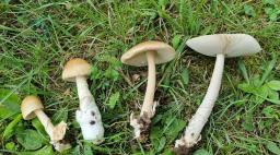 Amanita sublividopallescens