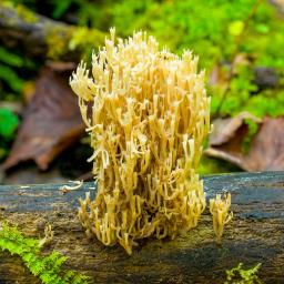 Artomyces pyxidatus