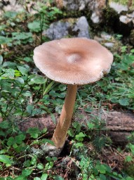 Amanita submembranacea