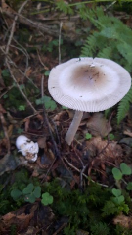 Amanita battarrae