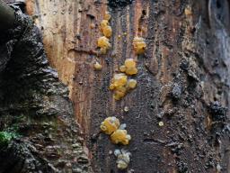 Dacrymyces stillatus