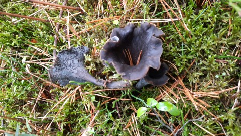 Craterellus cornucopioides