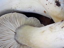 Tricholoma portentosum