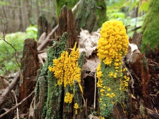 Physarum polycephalum