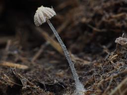 Coprinopsis cerkezii