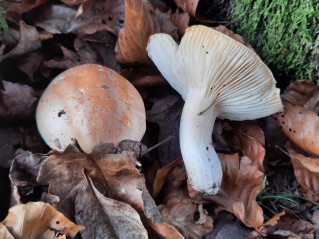 Hygrophorus pudorinus