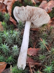 Tricholoma virgatum