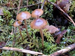 Psilocybe medullosa