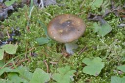 Russula puellaris