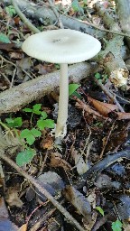 Amanita vaginata