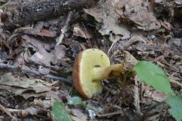 Rheubarbariboletus armeniacus