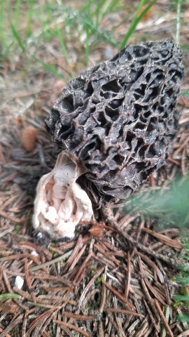 Morchella vulgaris