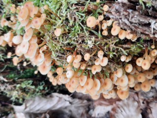 Xeromphalina campanella