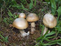 Amanita crocea