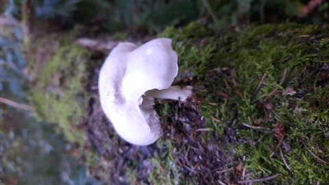 Pluteus petasatus