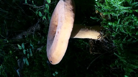 Lactifluus volemus