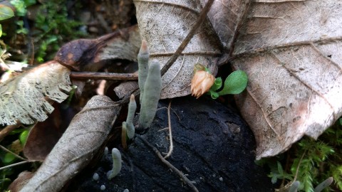 Xylaria hypoxylon