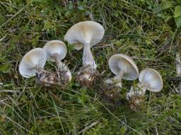 Ampulloclitocybe clavipes