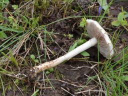 Agrocybe dura