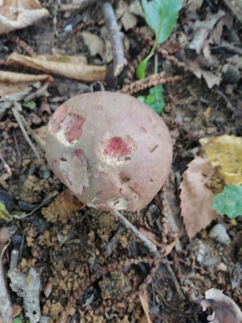 Xerocomus subtomentosus