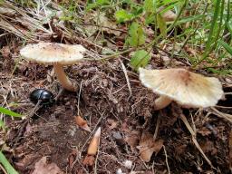 Pseudosperma obsoletum
