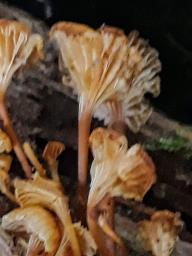 Xeromphalina campanella