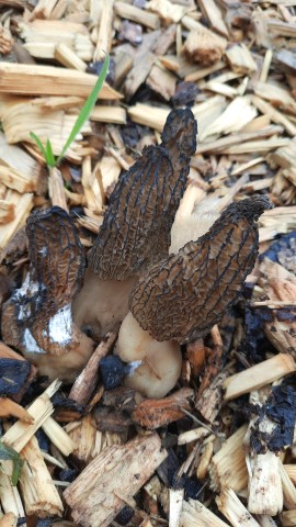 Morchella importuna