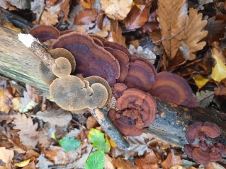 Daedaleopsis tricolor