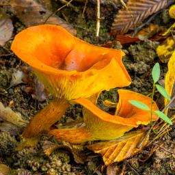 Omphalotus olearius