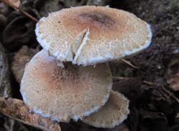 Lepiota echinella