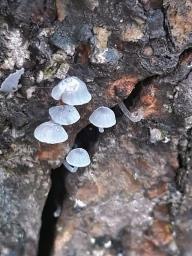 Mycena pseudocorticola