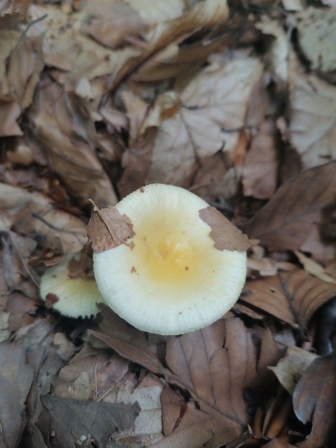 Russula solaris