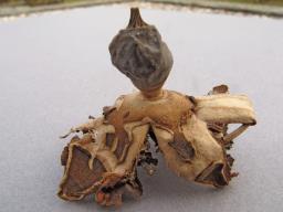 Geastrum nanum