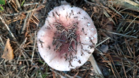 Russula vesca